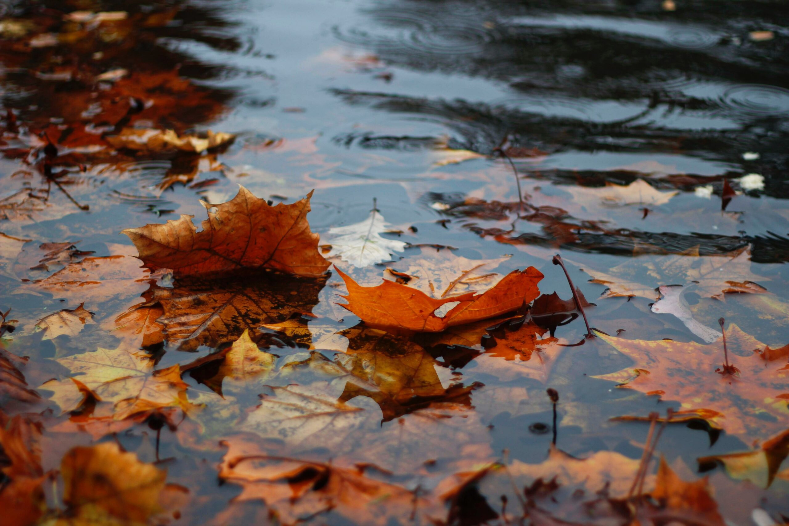 Everything You Need to Know About Seasonal Affective Disorder