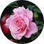 Charlotte B. Avatar